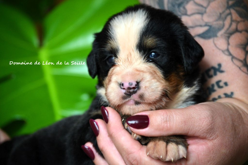 du Domaine De Léon De La Seille - Chiots disponibles - Bouvier Bernois