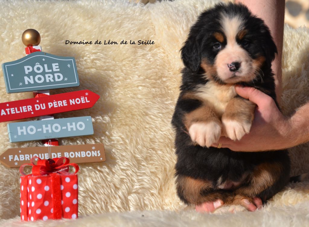 du Domaine De Léon De La Seille - Chiots disponibles - Bouvier Bernois