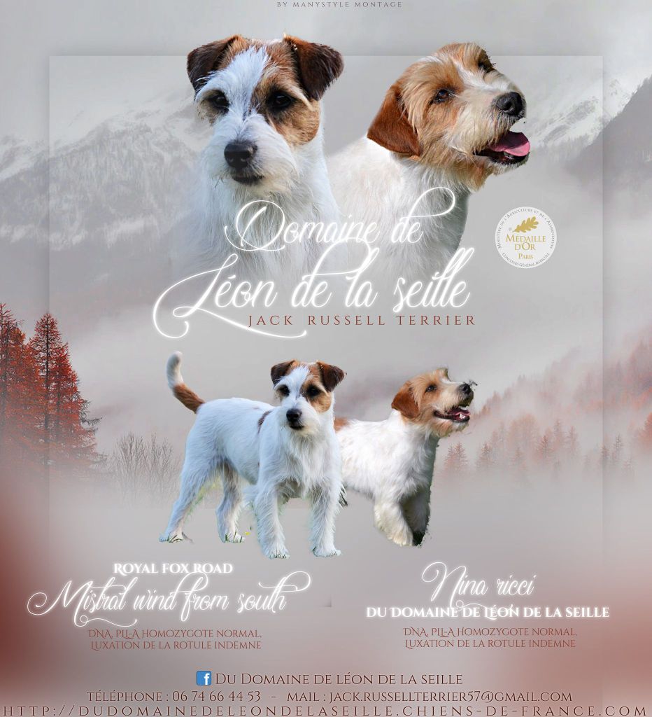 Chiot Jack Russell Terrier du Domaine De Léon De La Seille
