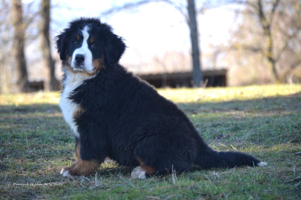 du Domaine De Léon De La Seille - Chiots disponibles - Bouvier Bernois