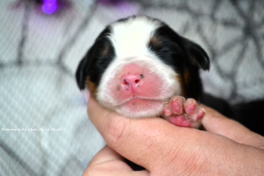 du Domaine De Léon De La Seille - Chiots disponibles - Bouvier Bernois