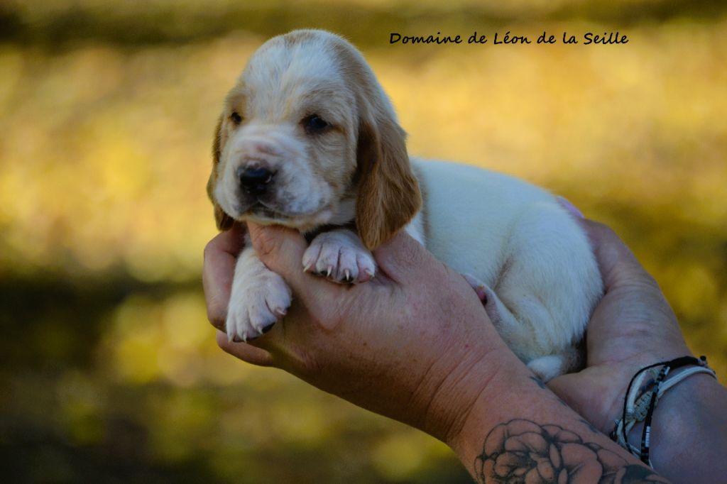 du Domaine De Léon De La Seille - Chiots disponibles - Basset Hound