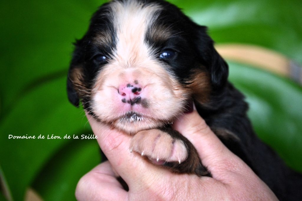 du Domaine De Léon De La Seille - Chiots disponibles - Bouvier Bernois