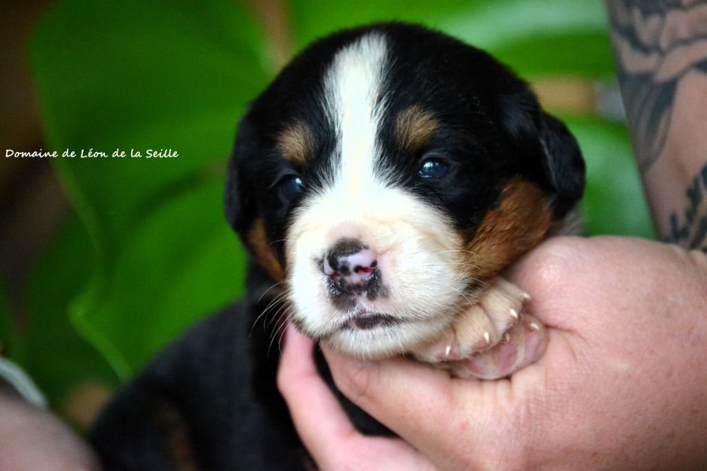 du Domaine De Léon De La Seille - Chiots disponibles - Bouvier Bernois