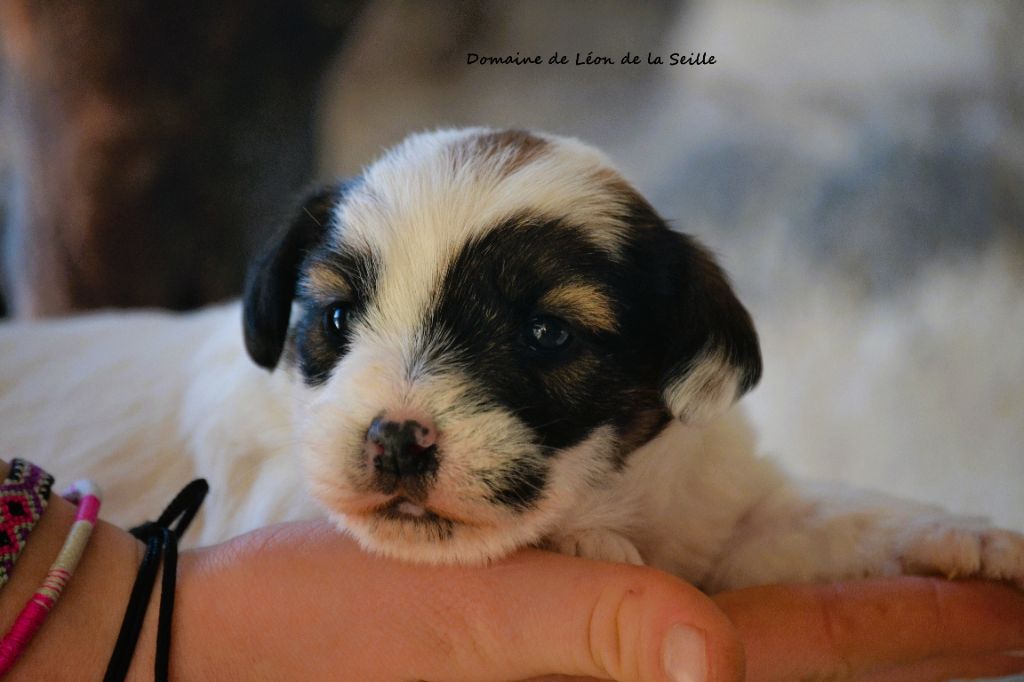 du Domaine De Léon De La Seille - Jack Russell Terrier - Portée née le 14/12/2025