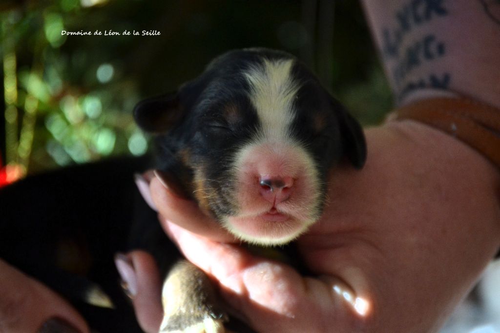 du Domaine De Léon De La Seille - Chiots disponibles - Bouvier Bernois