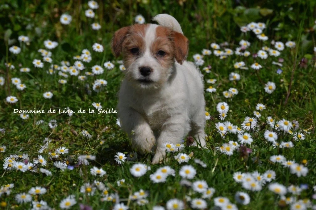 du Domaine De Léon De La Seille - Jack Russell Terrier - Portée née le 14/02/2025