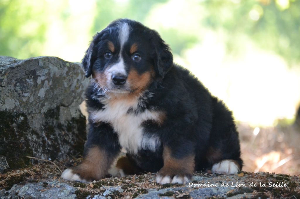 du Domaine De Léon De La Seille - Chiots disponibles - Bouvier Bernois