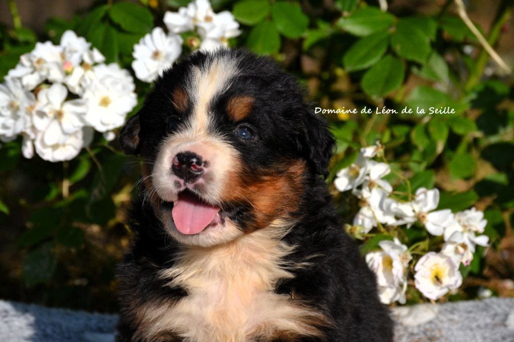 du Domaine De Léon De La Seille - Chiots disponibles - Bouvier Bernois