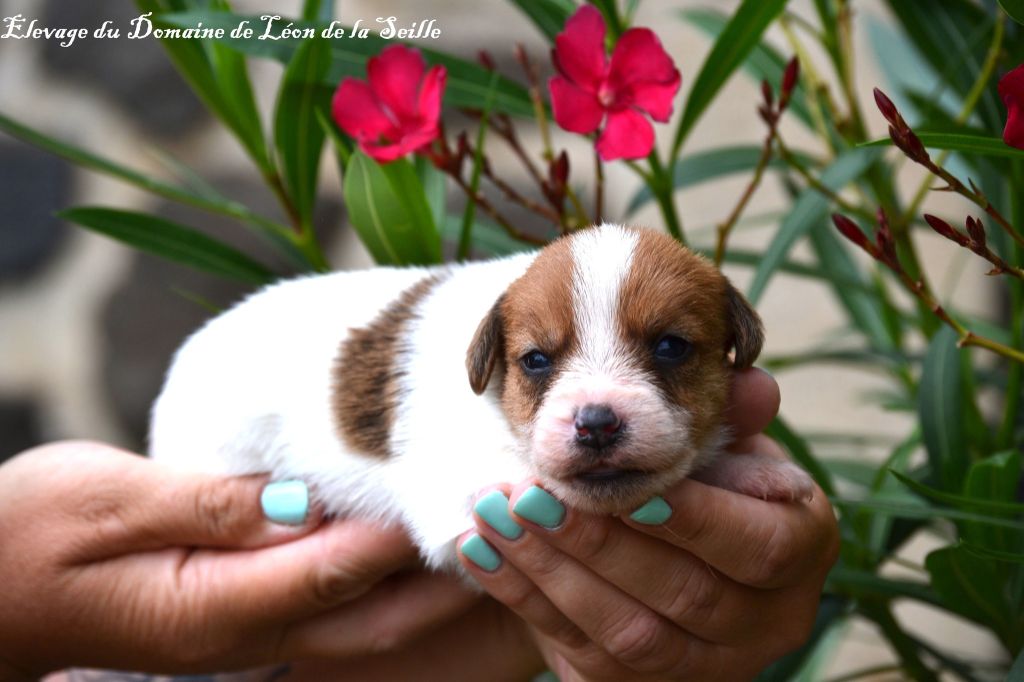du Domaine De Léon De La Seille - Jack Russell Terrier - Portée née le 27/09/2025