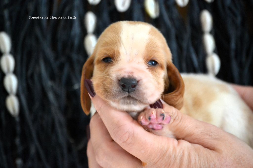 du Domaine De Léon De La Seille - Chiots disponibles - Basset Hound