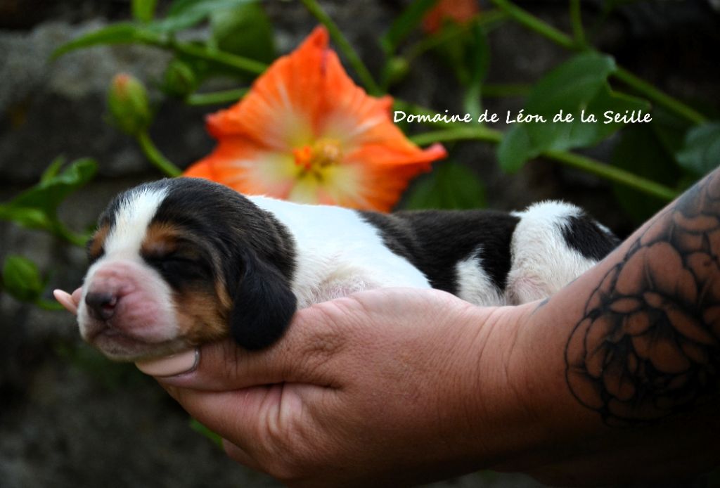 du Domaine De Léon De La Seille - Chiots disponibles - Basset Hound