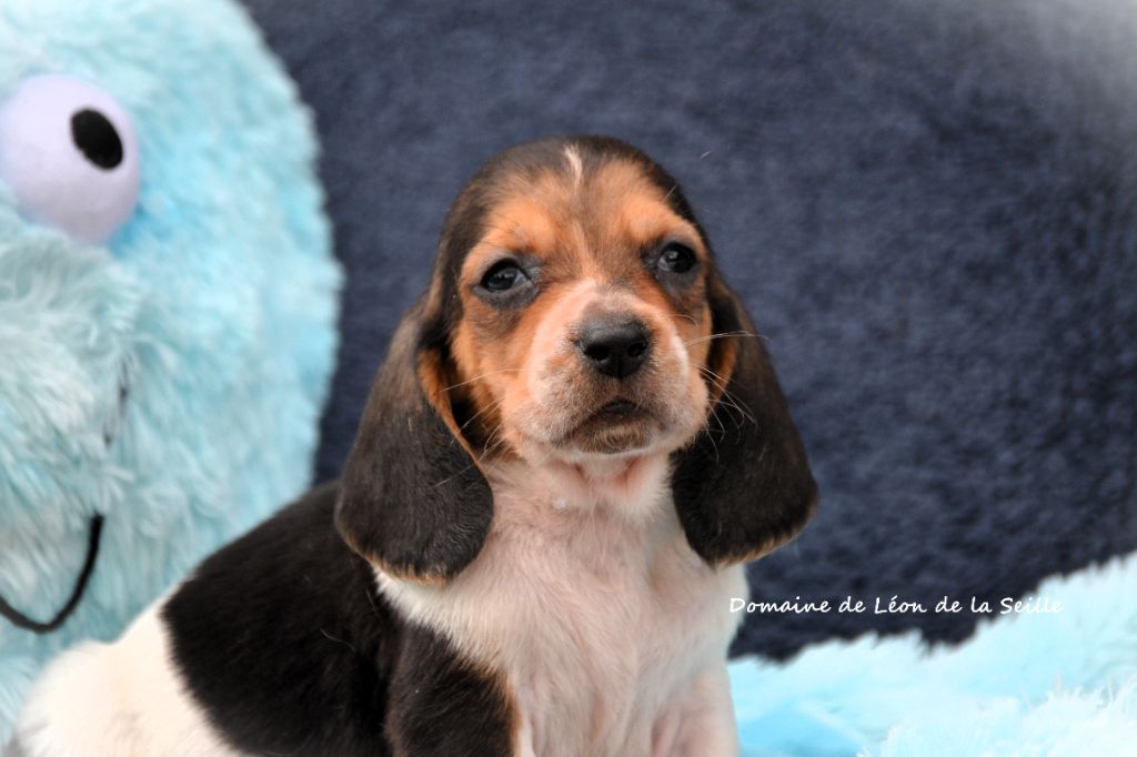 du Domaine De Léon De La Seille - Chiots disponibles - Basset Hound