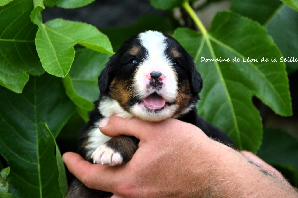 du Domaine De Léon De La Seille - Chiots disponibles - Bouvier Bernois