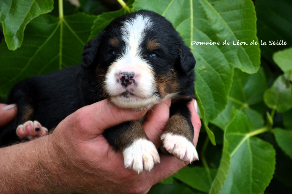 du Domaine De Léon De La Seille - Chiots disponibles - Bouvier Bernois
