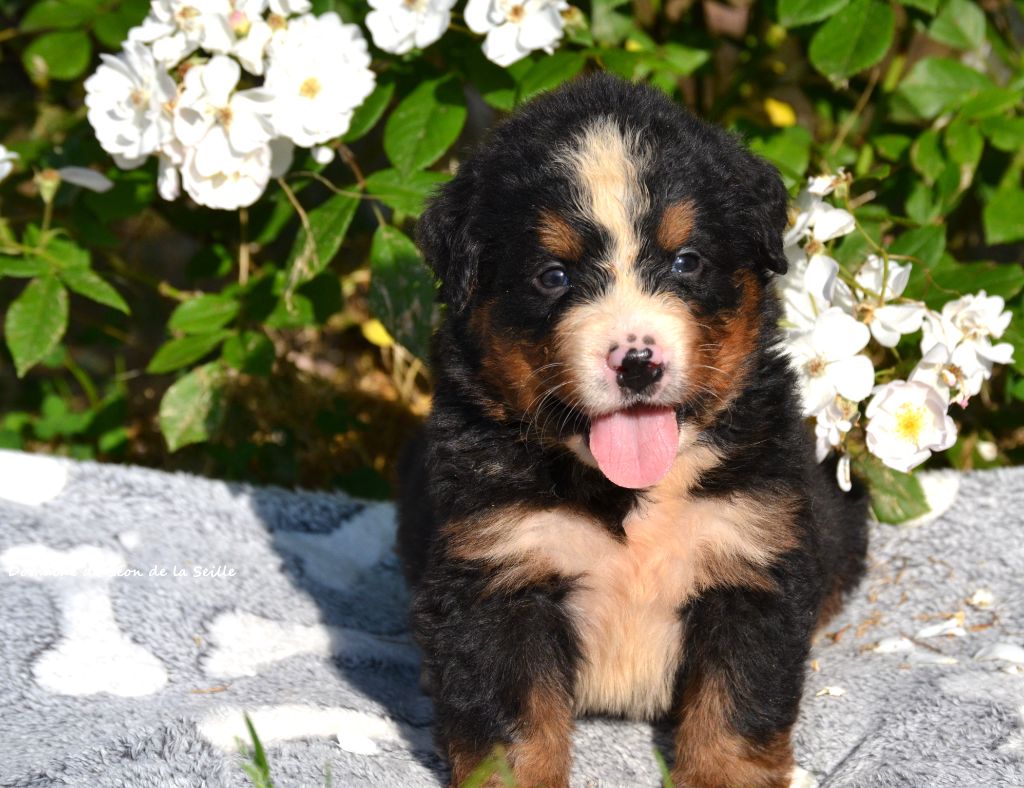 du Domaine De Léon De La Seille - Chiots disponibles - Bouvier Bernois