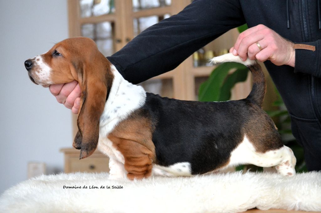 Chiot Basset Hound du Domaine De Léon De La Seille
