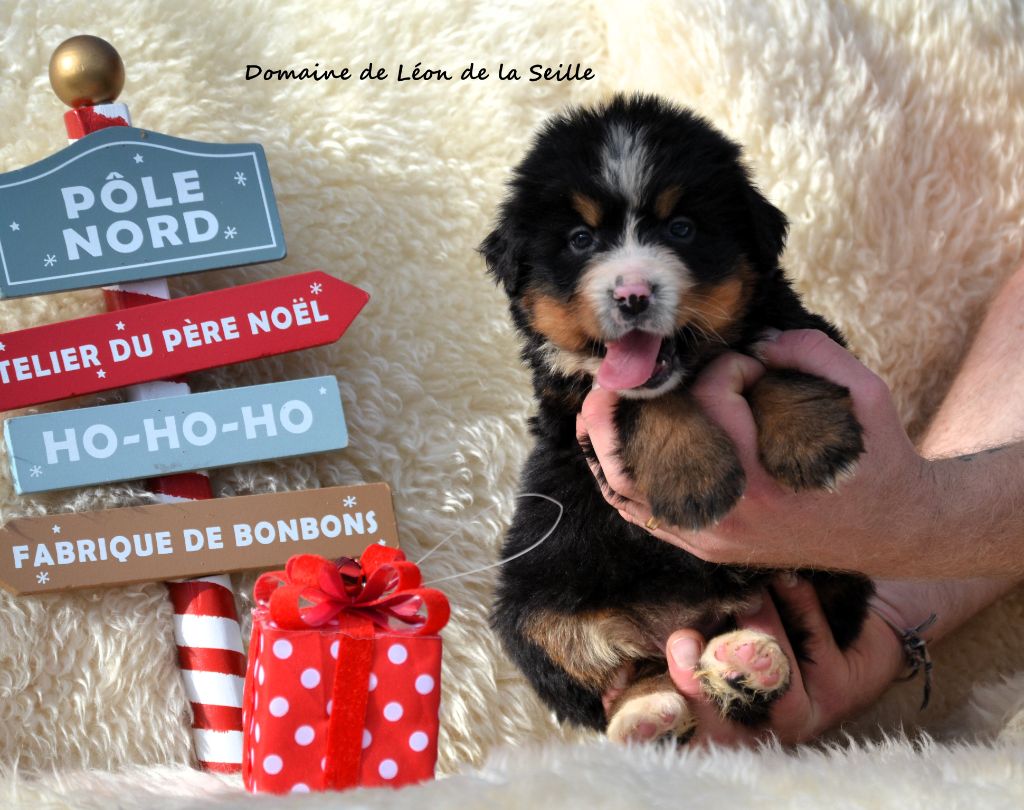 du Domaine De Léon De La Seille - Chiots disponibles - Bouvier Bernois