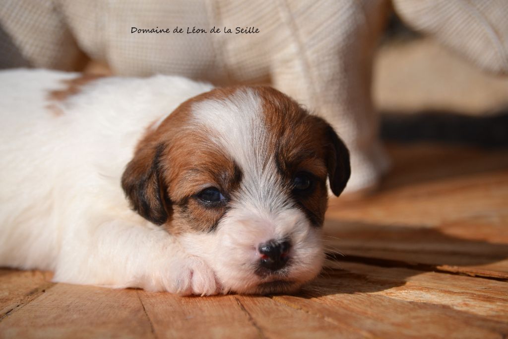 du Domaine De Léon De La Seille - Chiots disponibles - Jack Russell Terrier