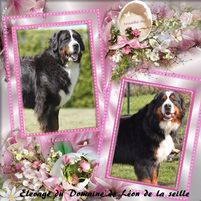 Chiot Bouvier Bernois du Domaine De Léon De La Seille