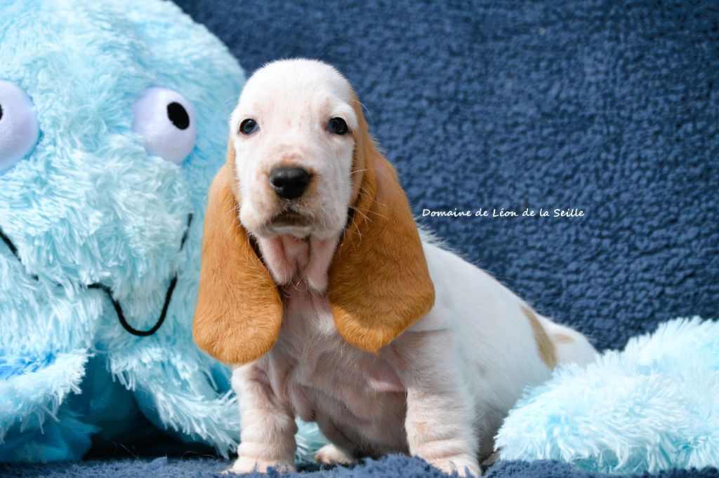 du Domaine De Léon De La Seille - Chiots disponibles - Basset Hound