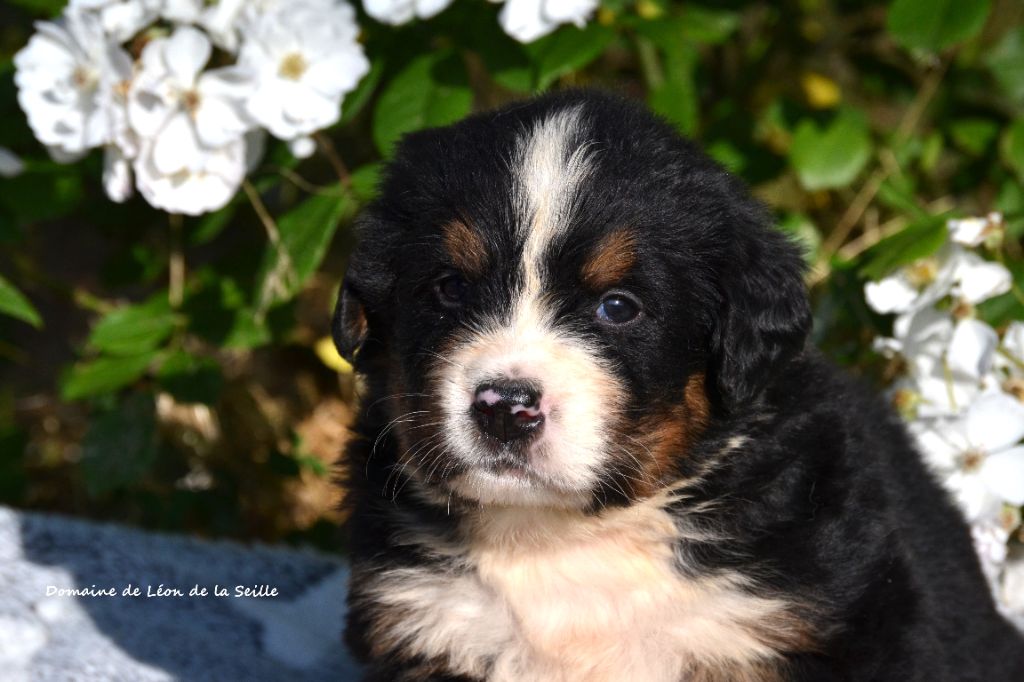 du Domaine De Léon De La Seille - Chiots disponibles - Bouvier Bernois