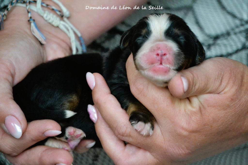 du Domaine De Léon De La Seille - Chiots disponibles - Bouvier Bernois