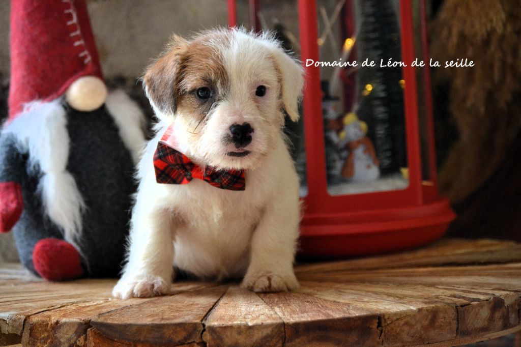 Chiot Jack Russell Terrier du Domaine De Léon De La Seille