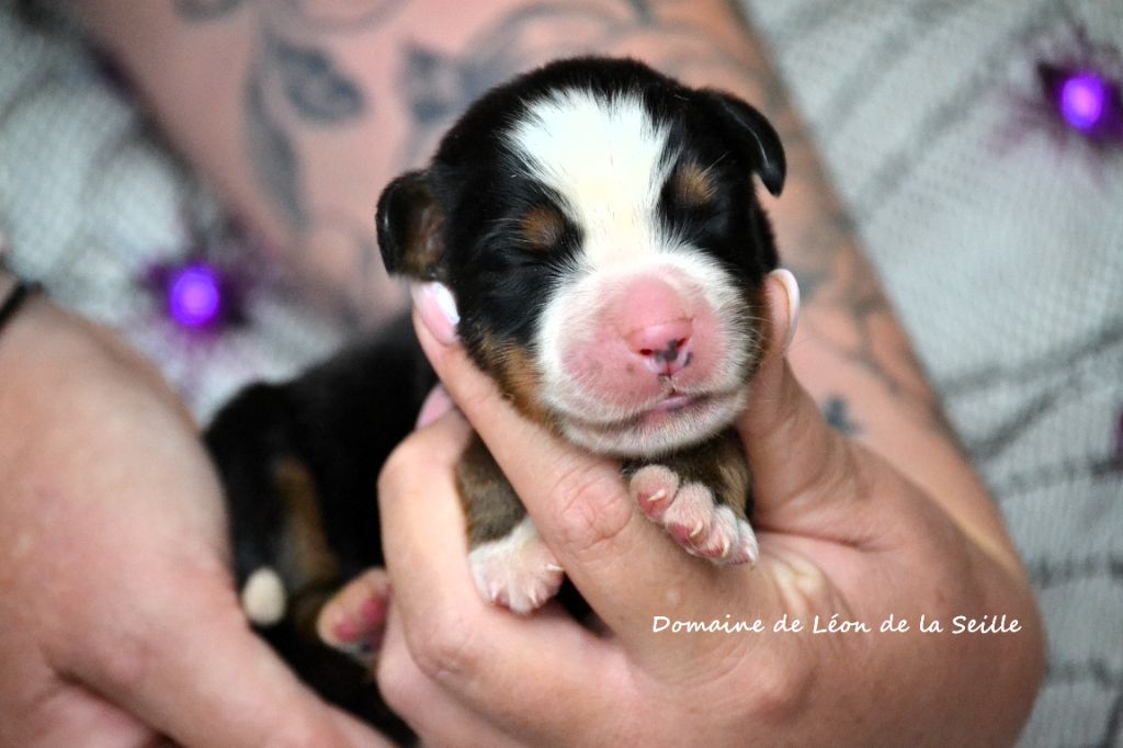 du Domaine De Léon De La Seille - Chiots disponibles - Bouvier Bernois