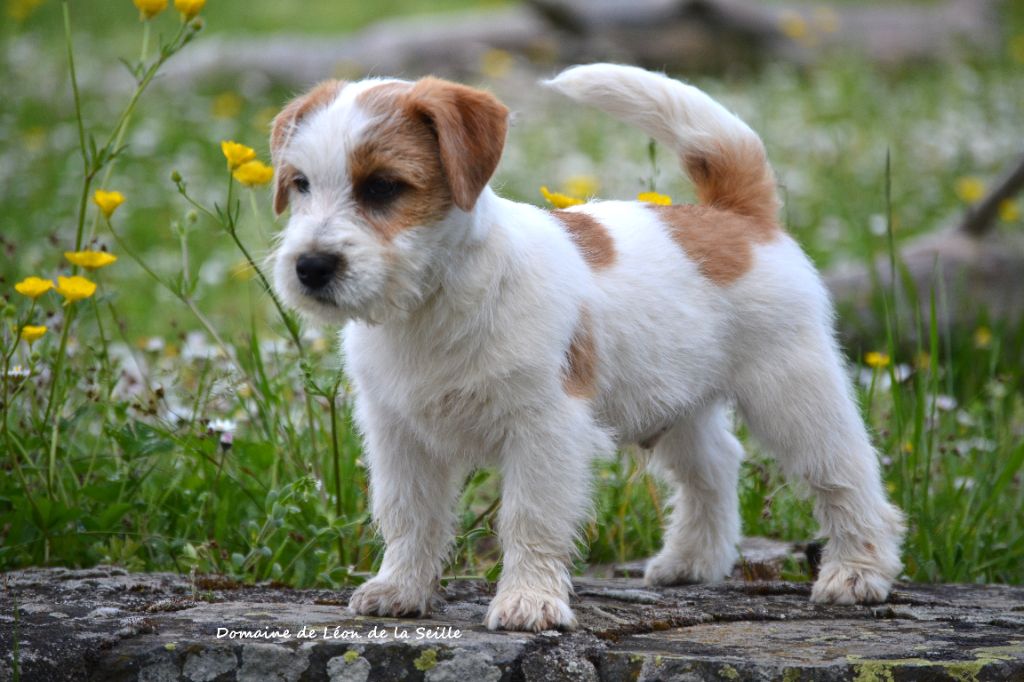 Chiot Jack Russell Terrier du Domaine De Léon De La Seille