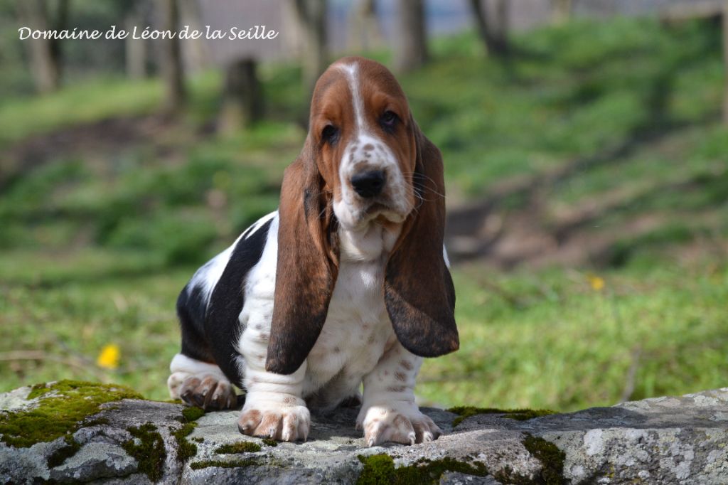 Chiot Basset Hound du Domaine De Léon De La Seille