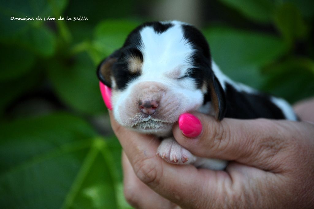 Chiot Basset Hound du Domaine De Léon De La Seille