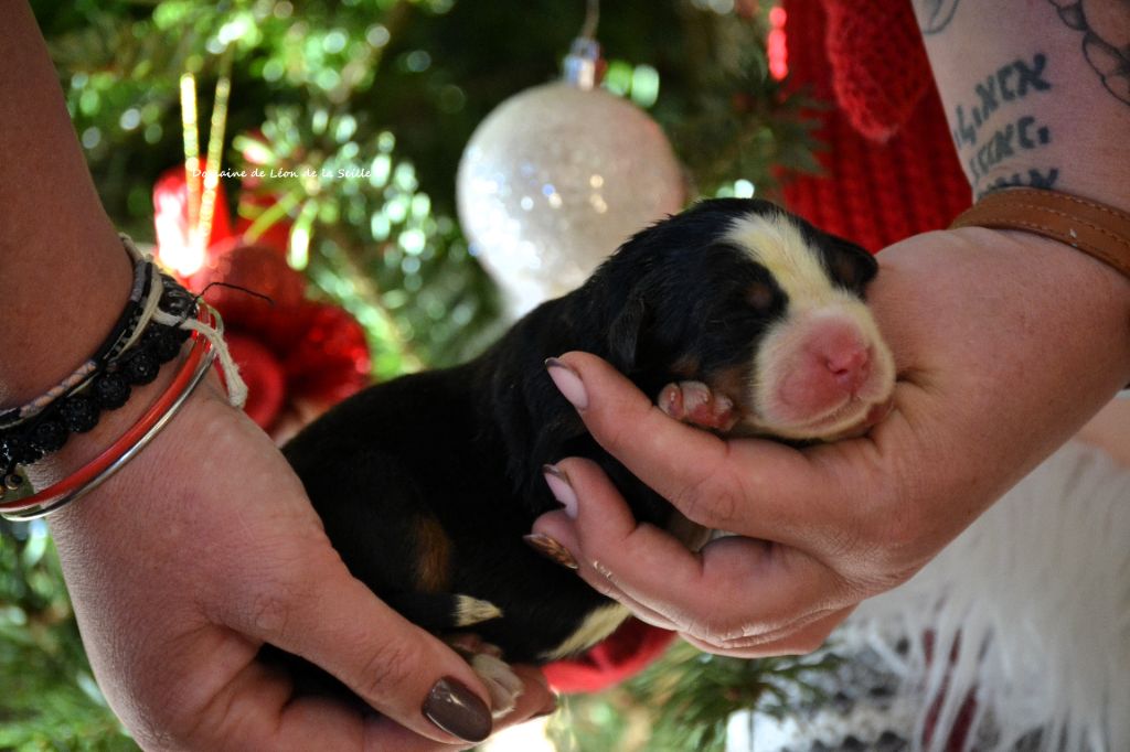 du Domaine De Léon De La Seille - Chiots disponibles - Bouvier Bernois