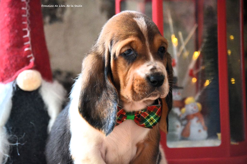 du Domaine De Léon De La Seille - Chiots disponibles - Basset Hound